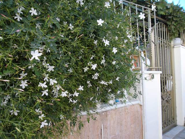 عمان ياسمين تصوير عدلي الهواري