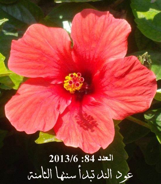 صورة لغلاف العدد 84