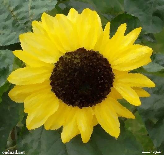 عود الند لوحة غلاف العدد 90 زهرة عين شمس