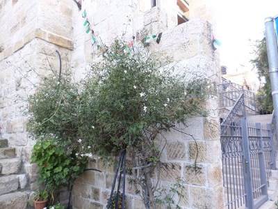 صورة من رام الله