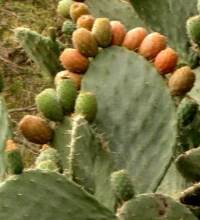 ثمار الصبر